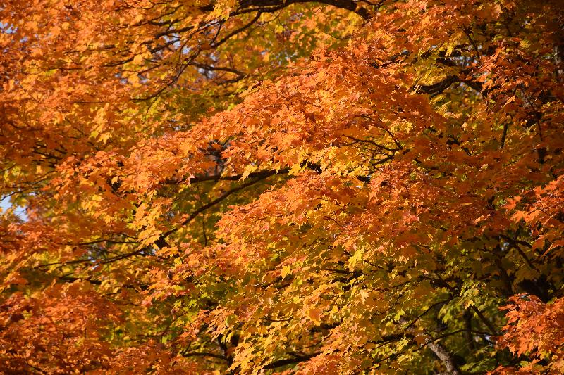 Feuillage d'automne