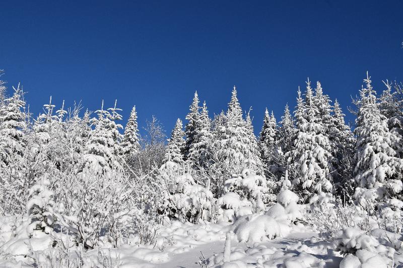 Une forêt de résineux en hiver