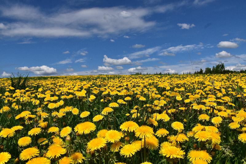 Un champ de pissenlits au printemps