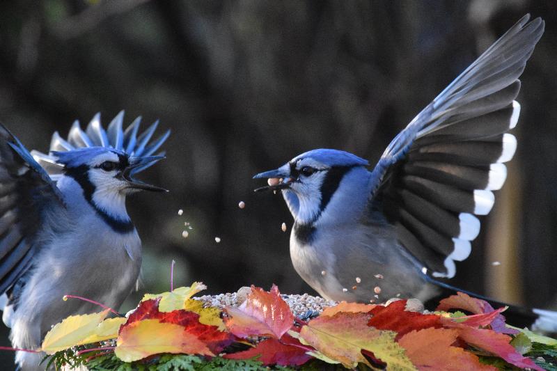 Des geais bleu à la mangeoire en automne