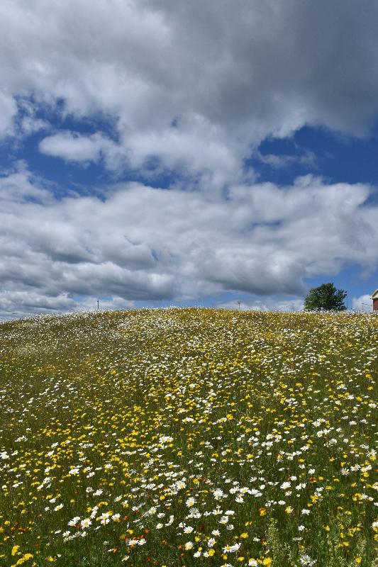 Un champ de fleurs sauvages