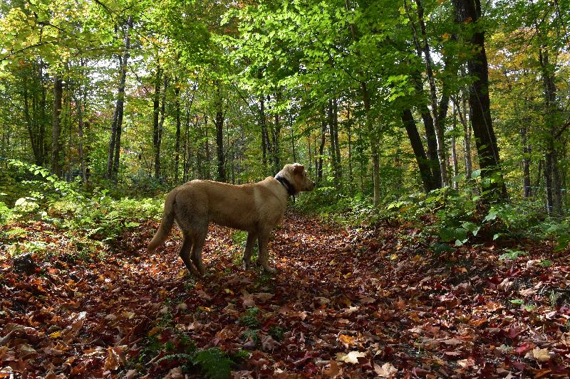 Un chien en forêt à l'automne