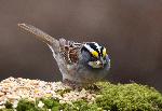 Un oiseau à la mangeoire du jardin