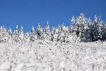 Une forêt givré après la tempête