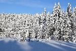 Une forêt enneigée sous un ciel bleu