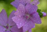 Des fleurs mauves sauvages après la pluie