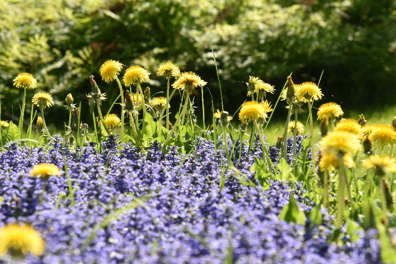 Des fleurs sauvages au jardin