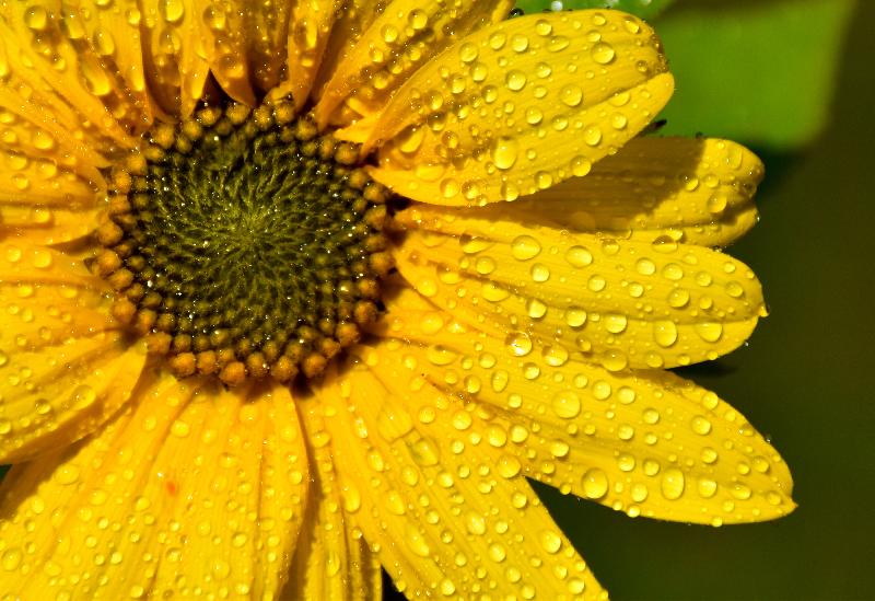 Une fleur de tournesol au jardin