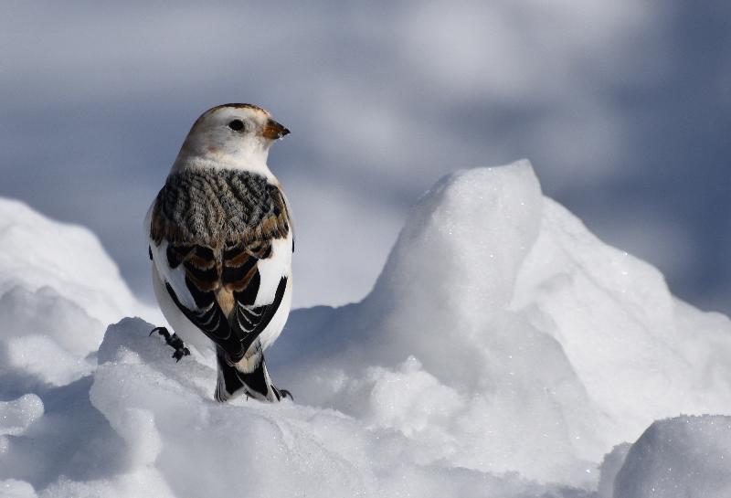 Un bruant des neiges en hiver