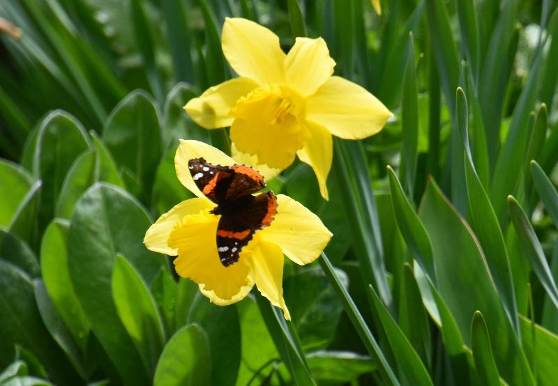 Un papillon au jardin