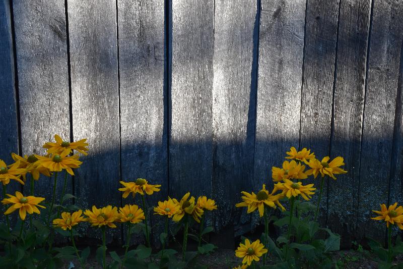 Des fleurs au jardin un matin d'été