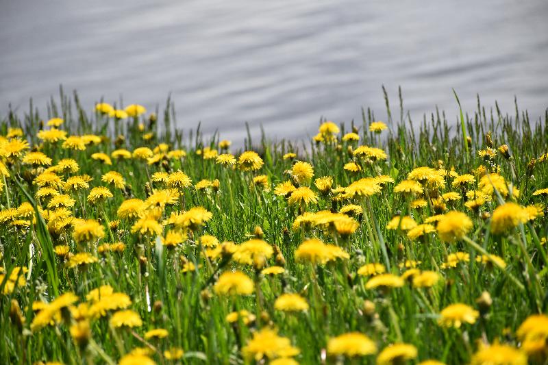 Des pissenlits en fleur au parc