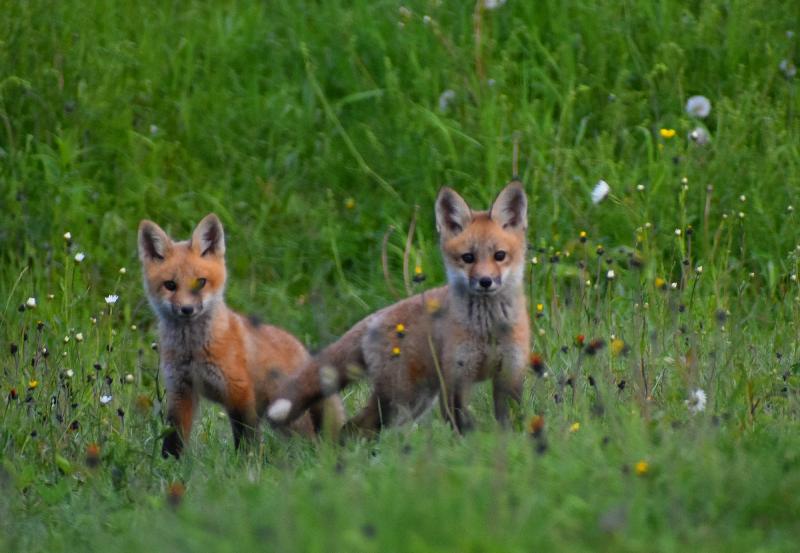 Des jeunes renards au printemps