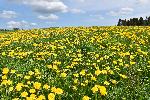 Un champ de fleurs de pissenlits au printemps