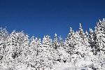 Une forêt enneigée après la tempête