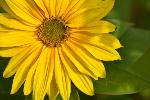 Une fleur de tournesol au jardin