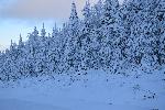 Une forêt enneigée après la tempête