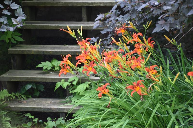 Des fleurs au jardin