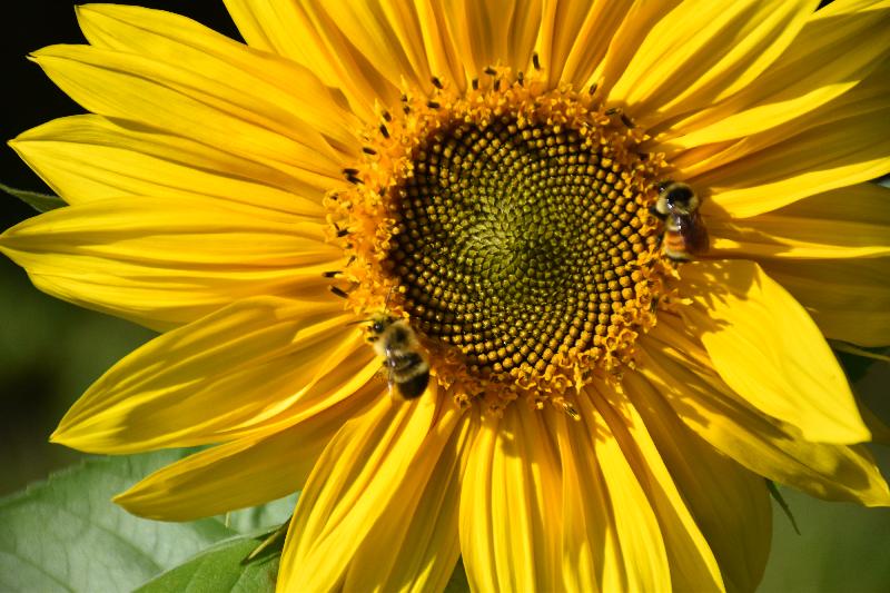 Une fleur de tournesol au jardin