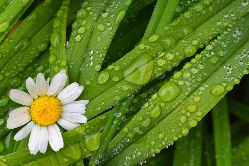 Au jardin après la pluie