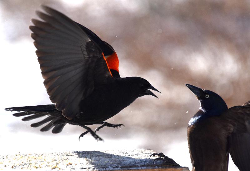 Des oiseaux à la mangeoire du jardin