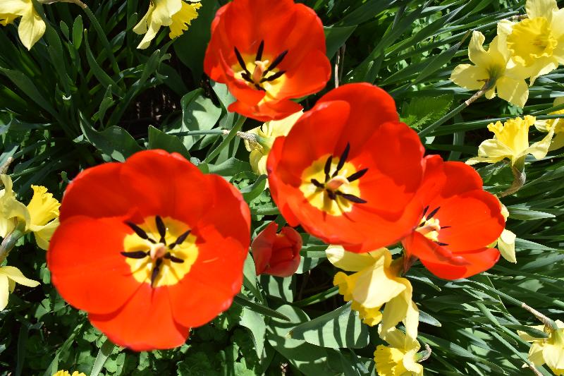 Des tulipes en fleur au jardin