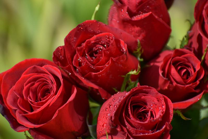 Un bouquet de roses au jardin