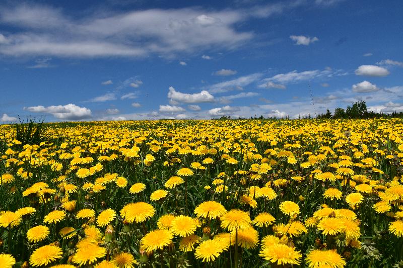 Un champ de pissenlits au printemps