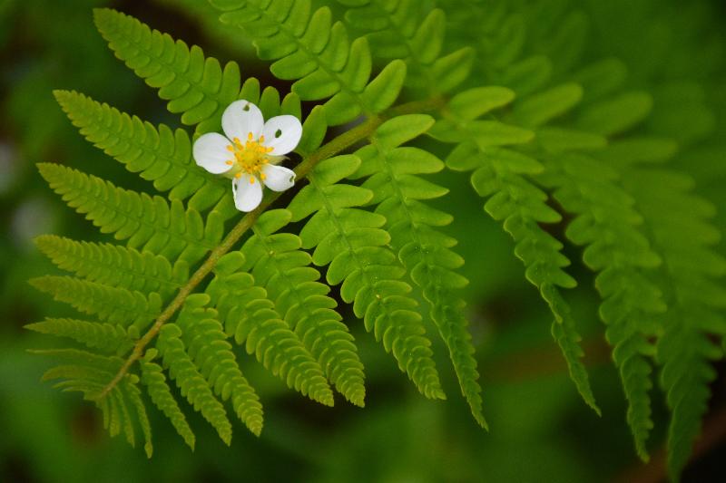 Une fougère au jardin au printemps