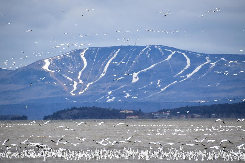 Des oies des neiges au printemps