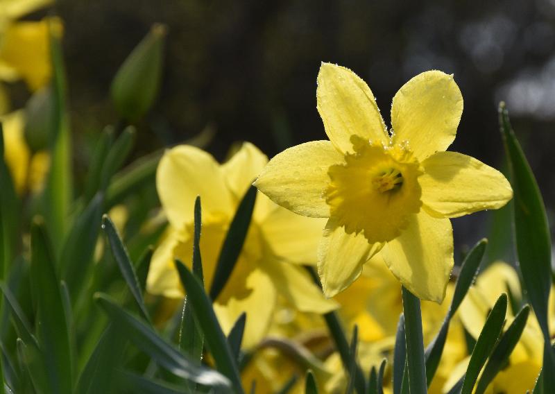 Des jonquilles au jardin