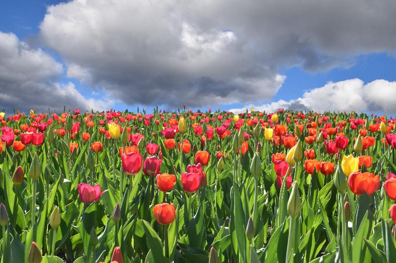 Des tulipes en fleur au jardin