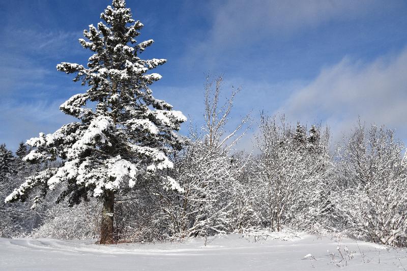 Une forêt enneigée après la tempête