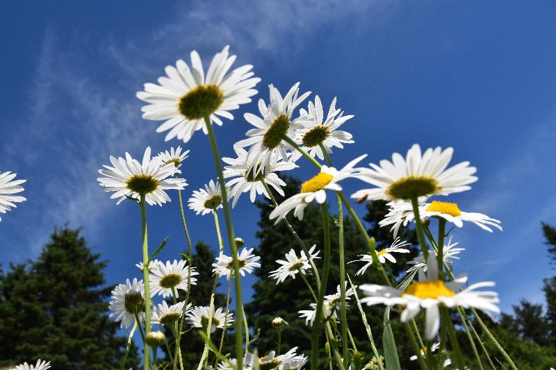 Des marguerites en fleur