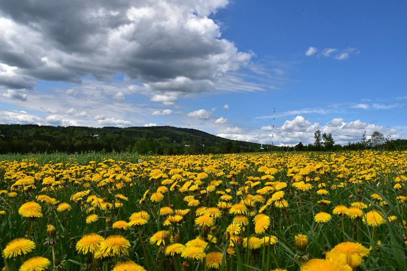 Un champ de pissenlits en fleur