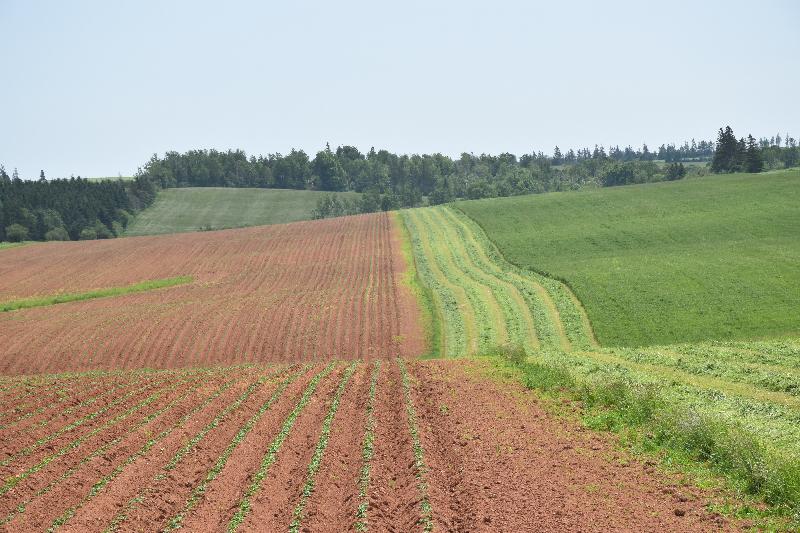 Des terres en cultures en été