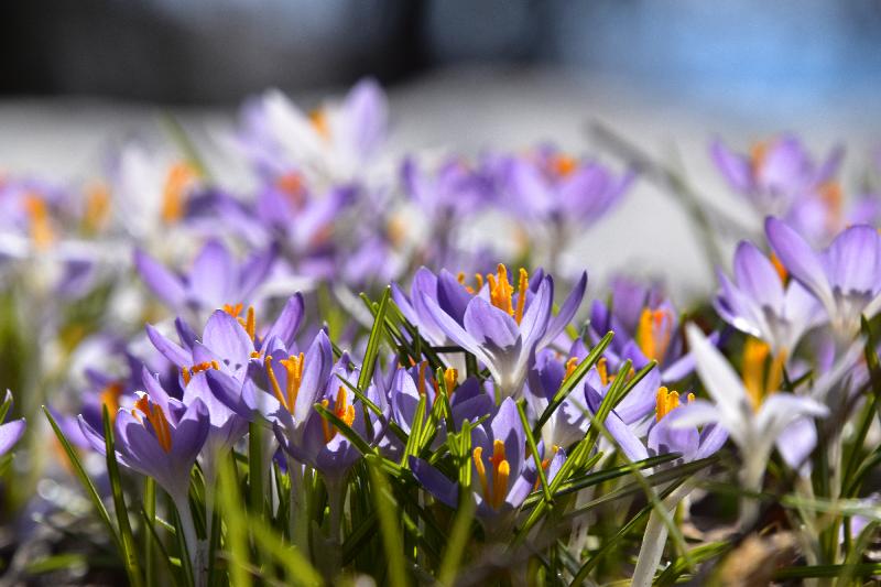 Les premiers crocus au jardin