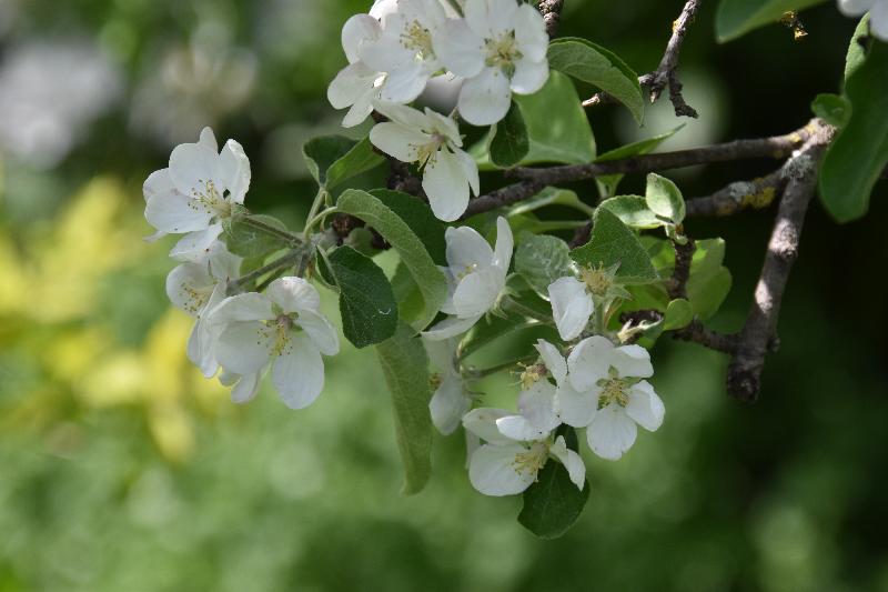 Un pommier en fleur au jardin