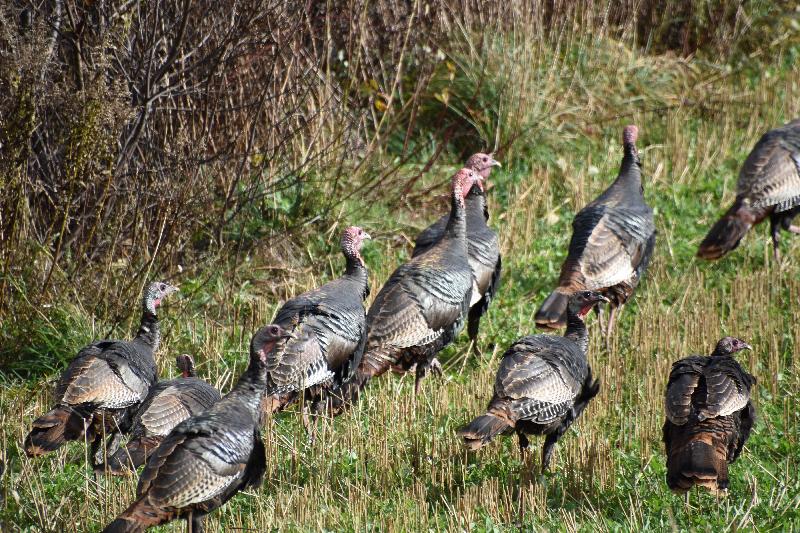 Des dindons sauvages dans un champ