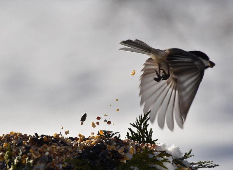 Un mésange à la mangeoire du jardin