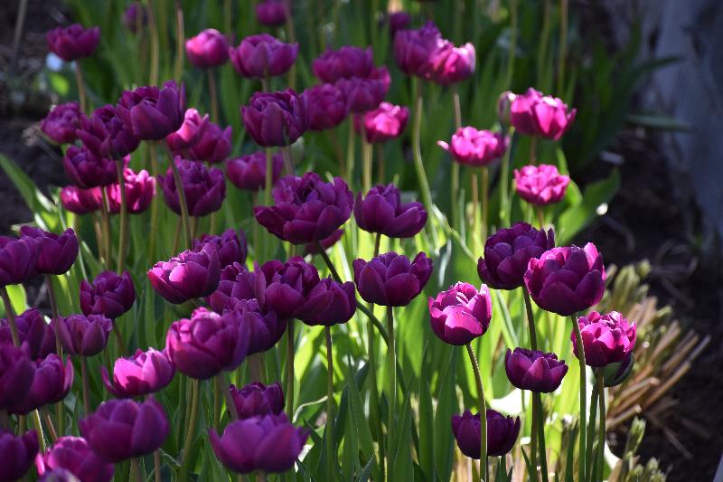 Des tulipes en fleur au jardin