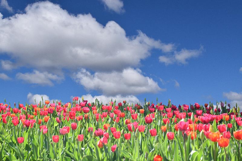 Un champ de tulipes en fleur