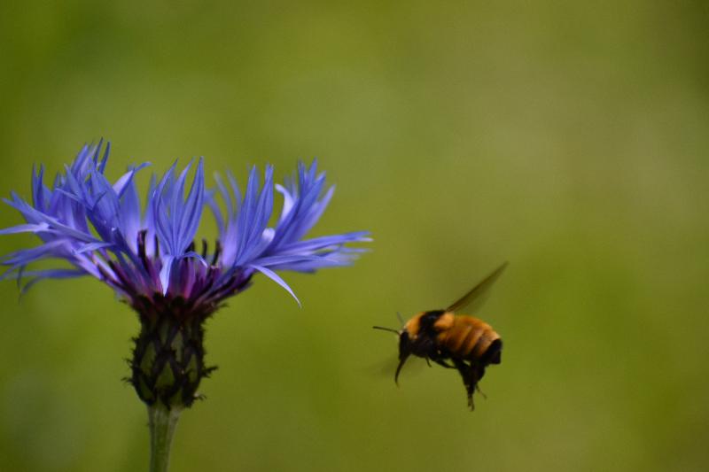 Une fleur au jardin