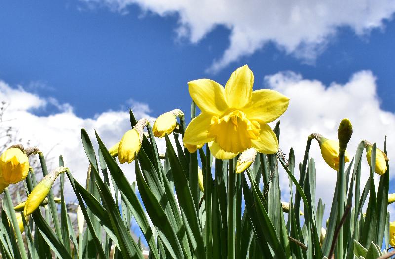 Des jonquilles en fleur au jardin