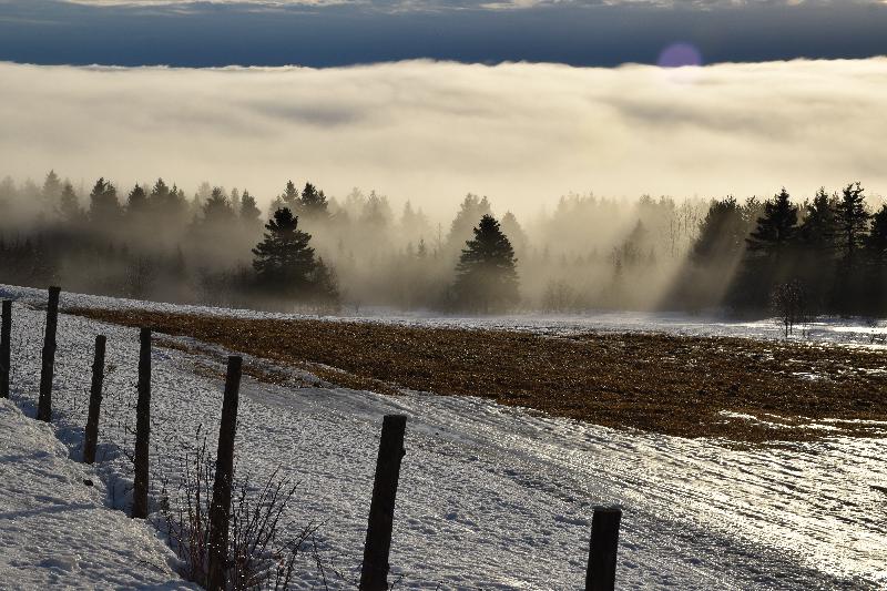 Un brouillard un matin de printemps