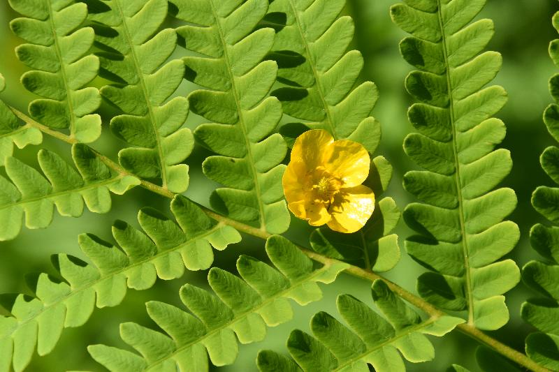 Une fougère au jardin