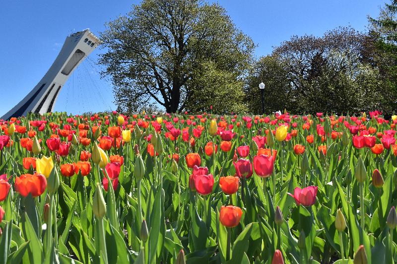 Des tulipes en fleur au jardin botanique