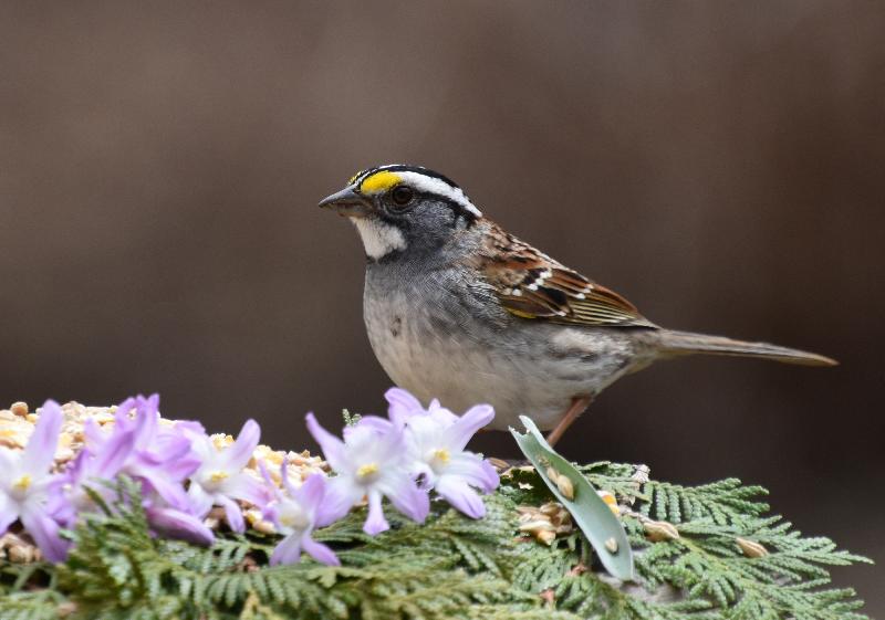 Un bruant à la mangeoire du jardin