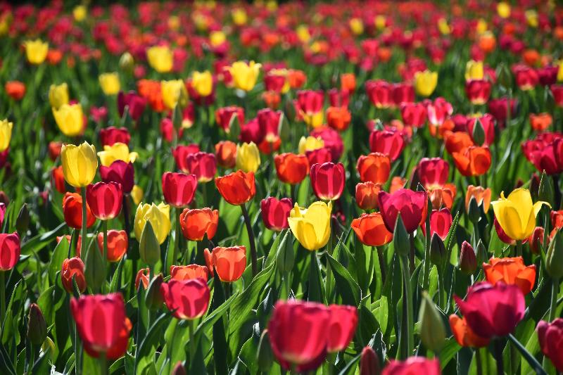 Des tulipes en fleurs a jardin botanique