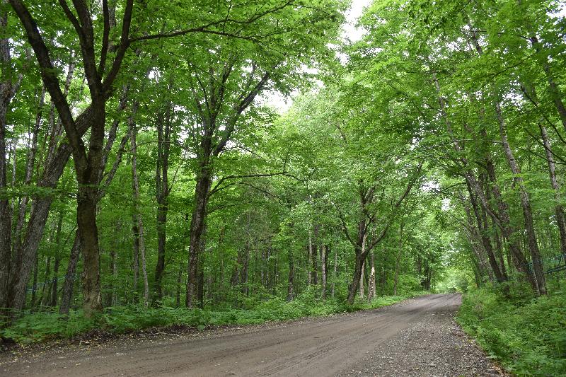 Une route de campagne en été